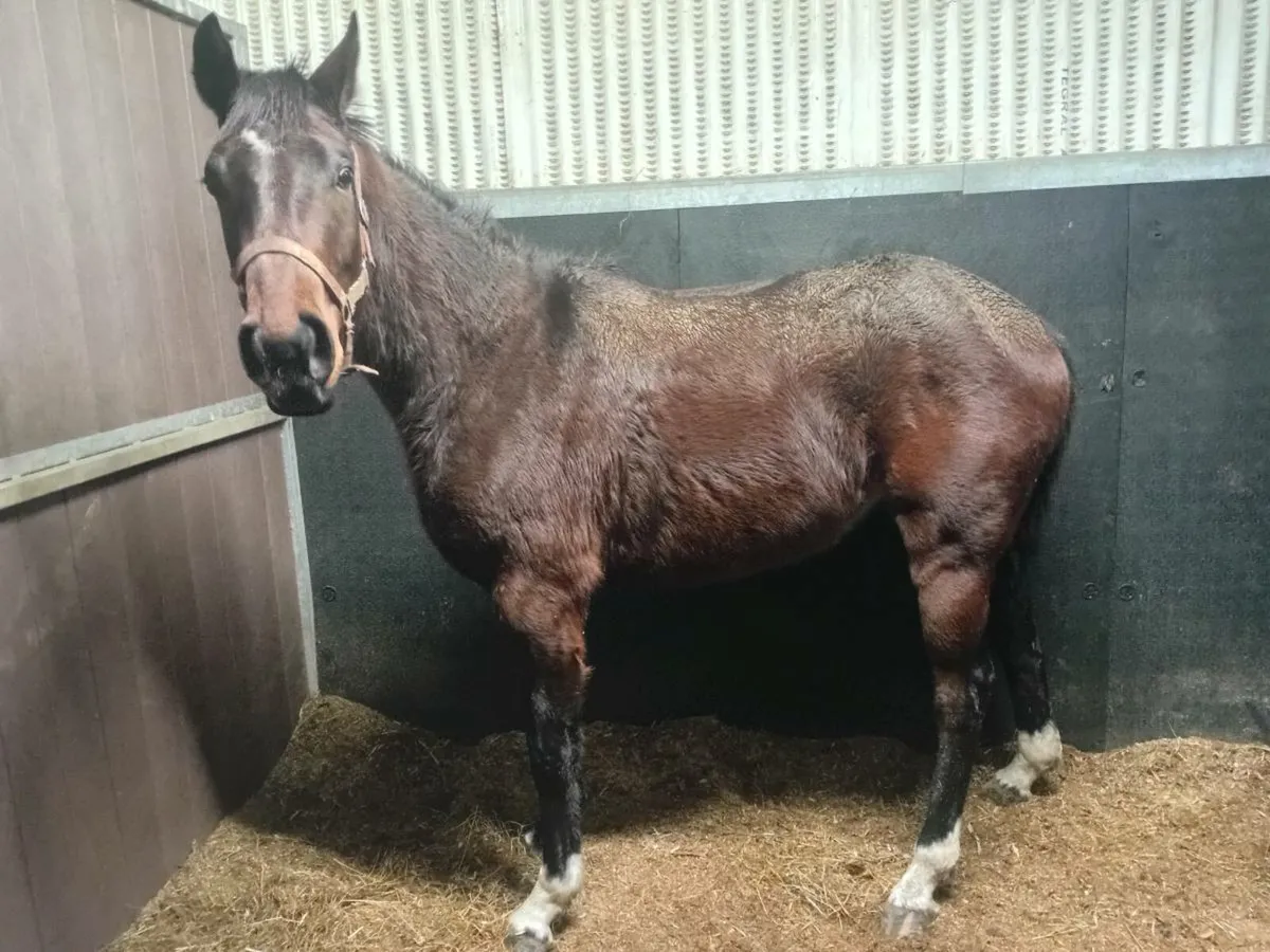 Maxios gelding - Image 2