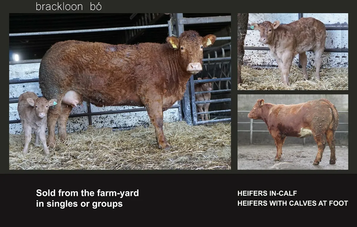 Heifers - 'calves at foot' - Image 1