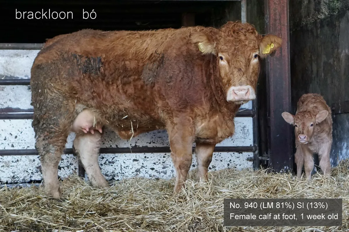Heifers - 'calves at foot' - Image 4