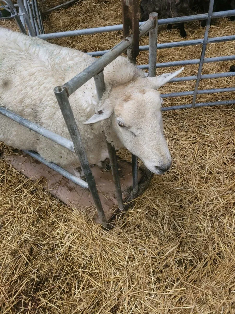 Foster ewe - Image 1