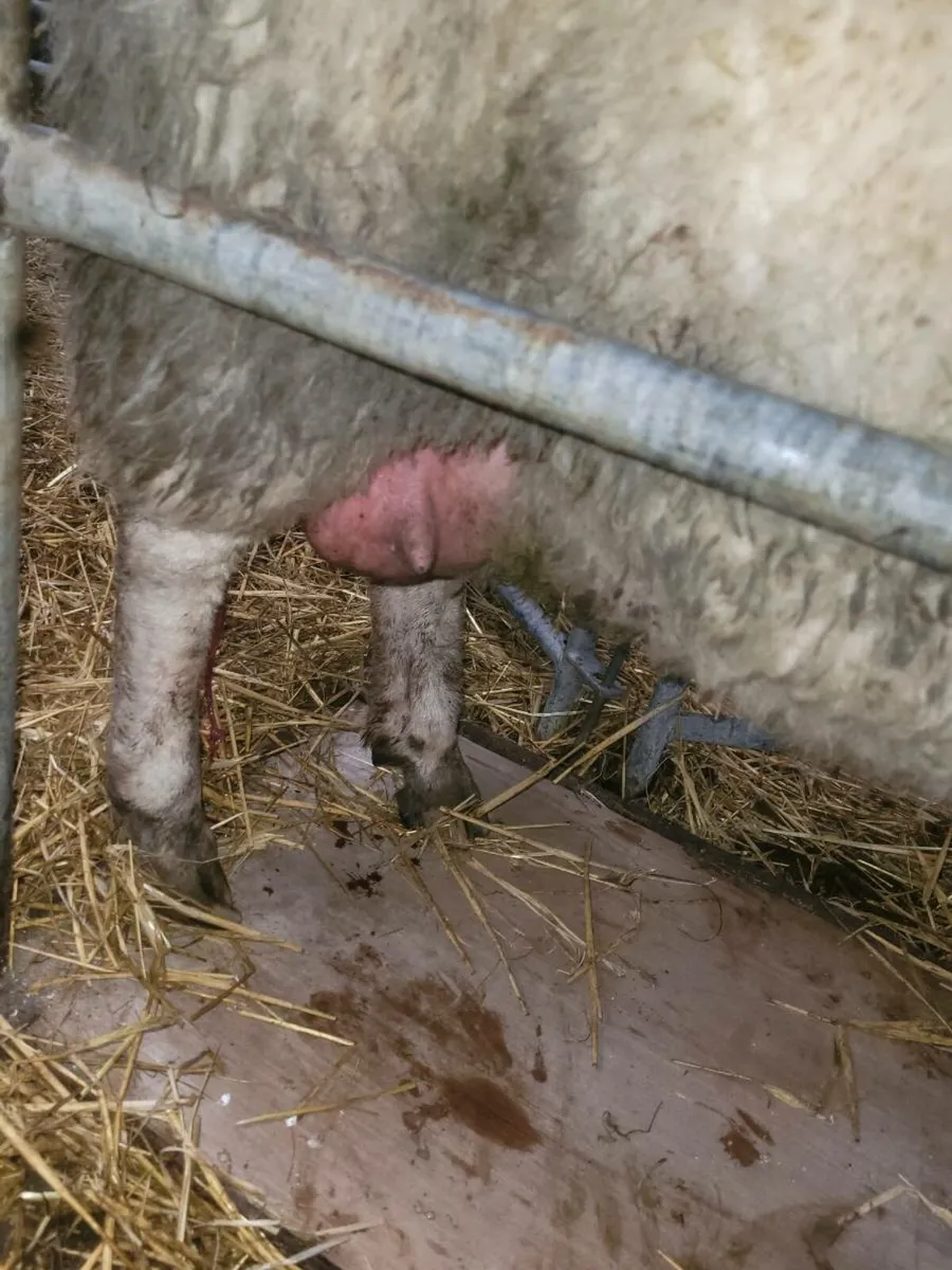 Foster ewe - Image 2