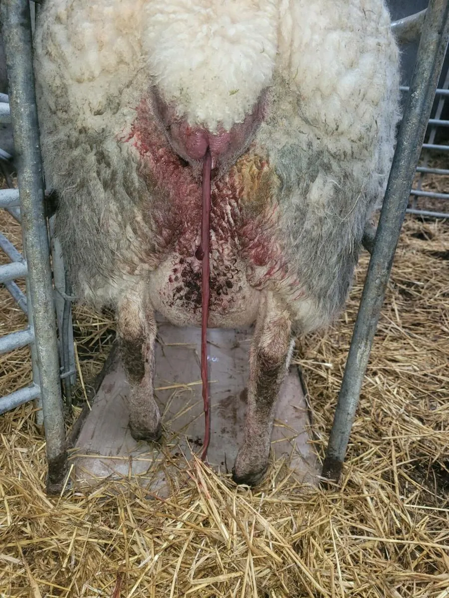 Foster ewe - Image 3