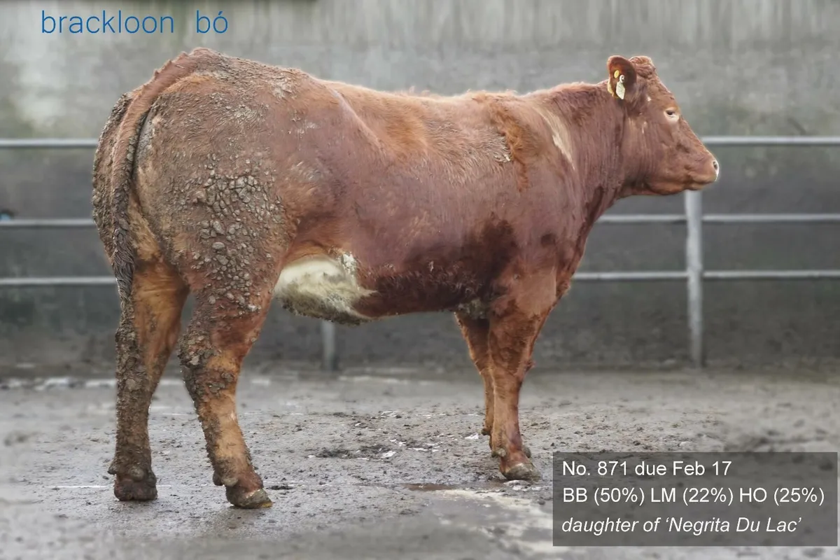 Heifers - 'calves at foot' - Image 4