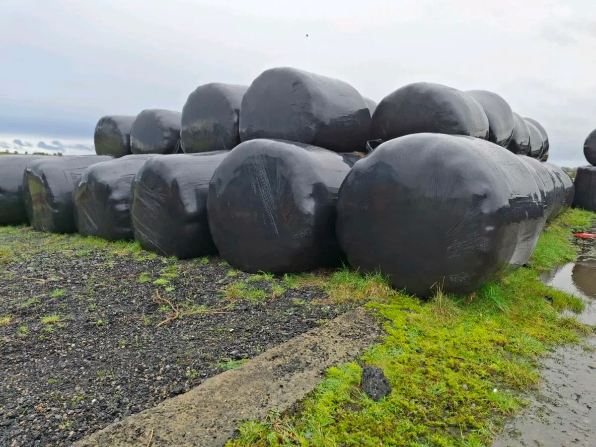 Silage and Hay - Image 2