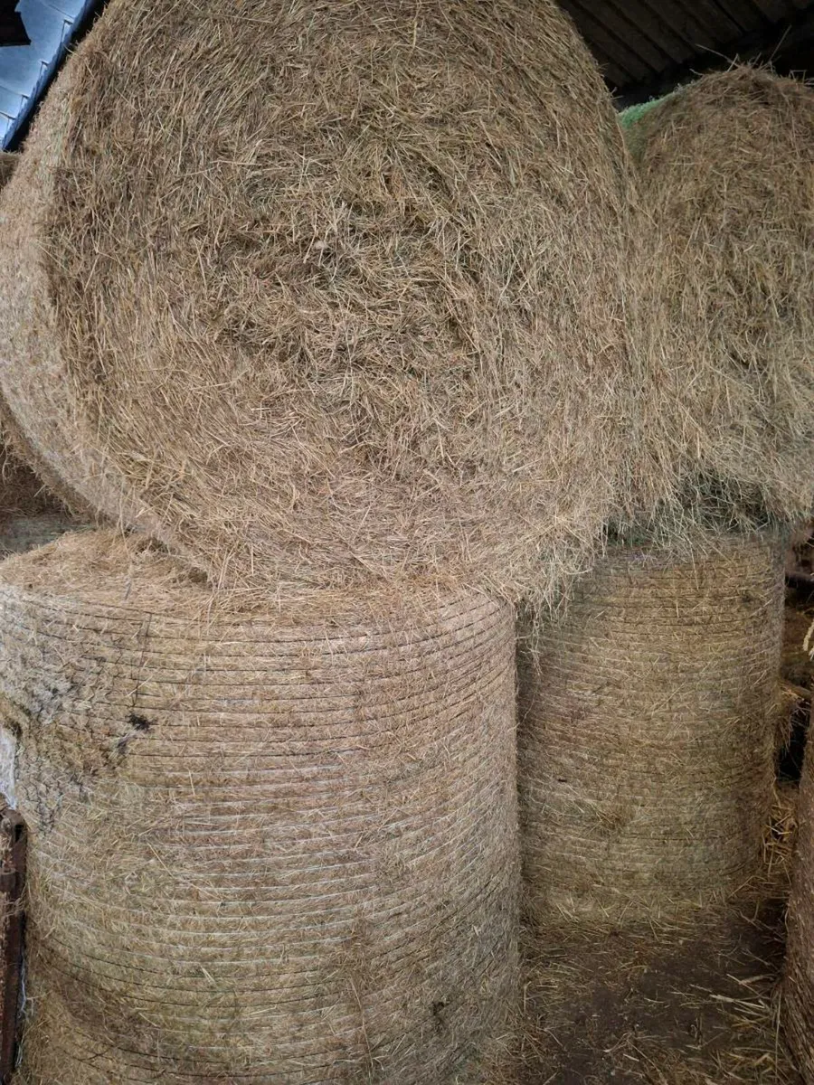 Silage and Hay - Image 3