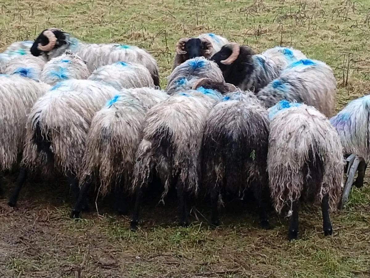 Blackfaced mountain lambs - Image 1