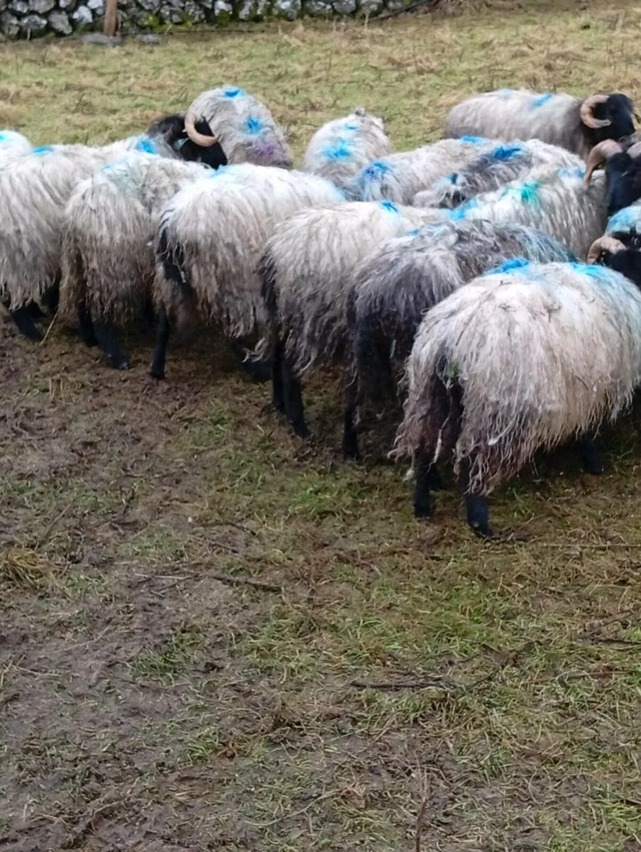 Blackfaced mountain lambs - Image 3