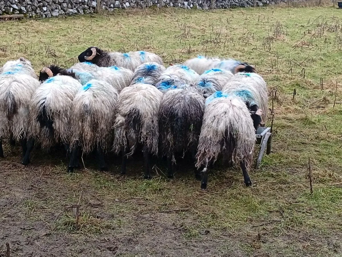 Blackfaced mountain lambs - Image 2