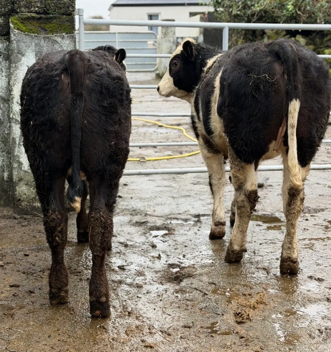 ⭐️🐼2 Super Show Breeding Heifers🐼 ⭐️ - Image 3