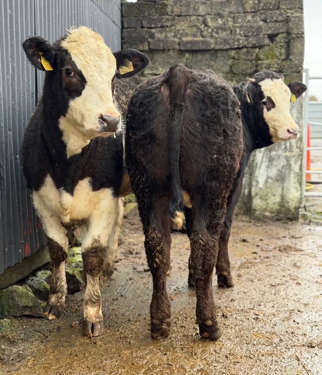 ⭐️🐼2 Super Show Breeding Heifers🐼 ⭐️ - Image 2