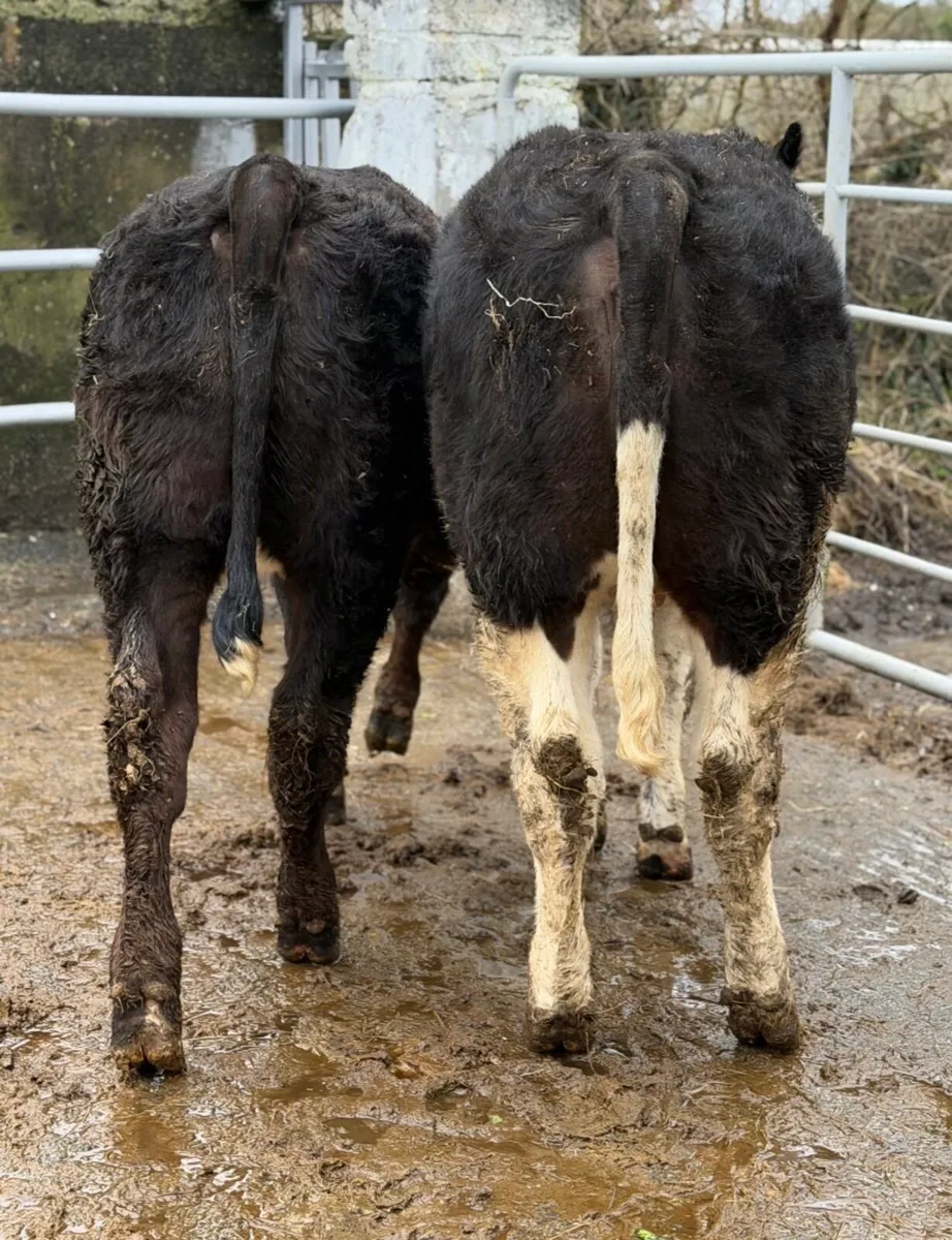 ⭐️🐼2 Super Show Breeding Heifers🐼 ⭐️ - Image 4