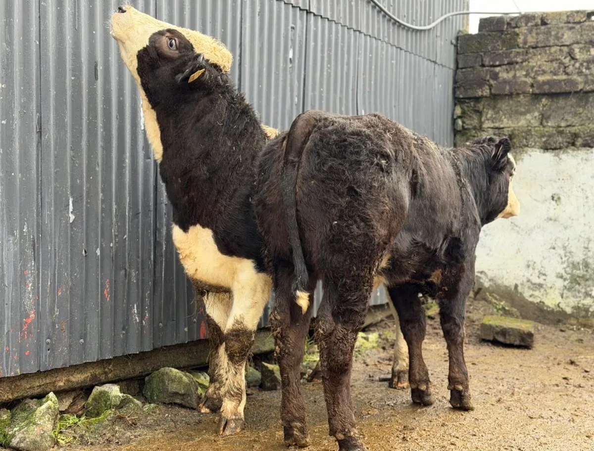 ⭐️🐼2 Super Show Breeding Heifers🐼 ⭐️ - Image 1