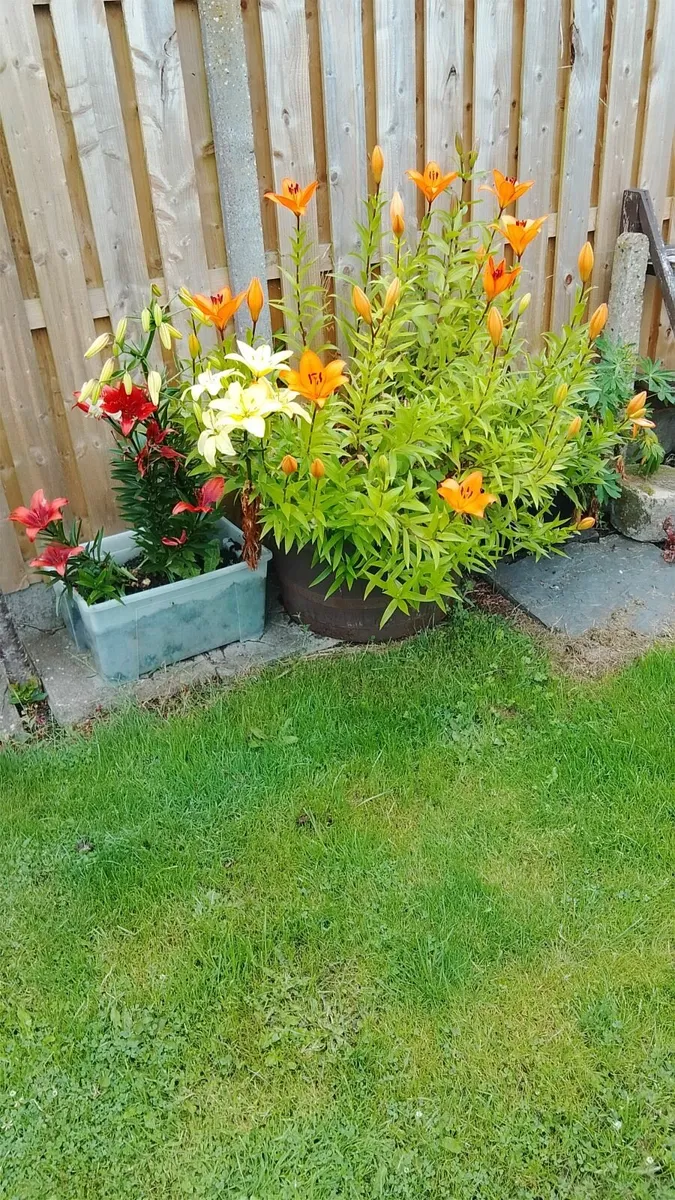 Handyman Services Dublin/ Meath/ Louth - Image 1