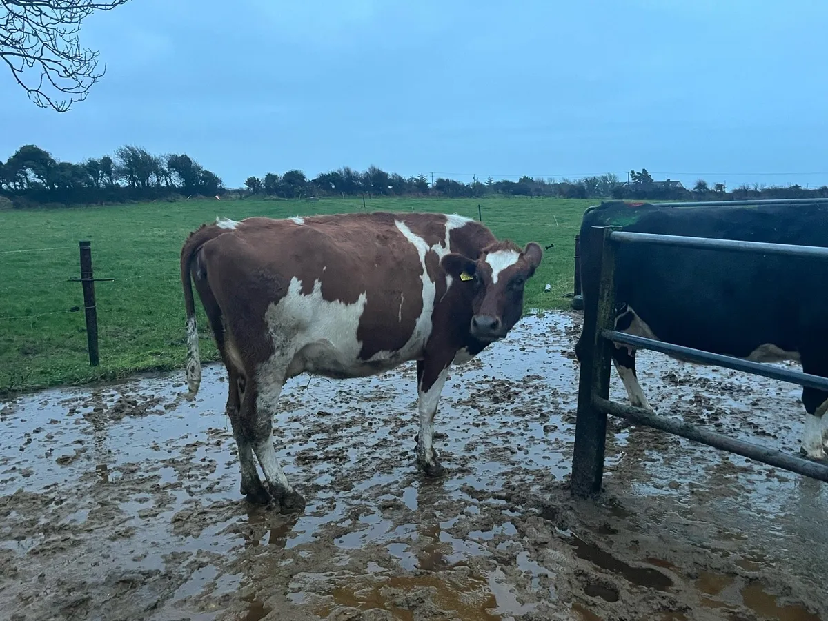 Clearance Sale of Cows Dungarvan Mart Mon 26th Jan - Image 2