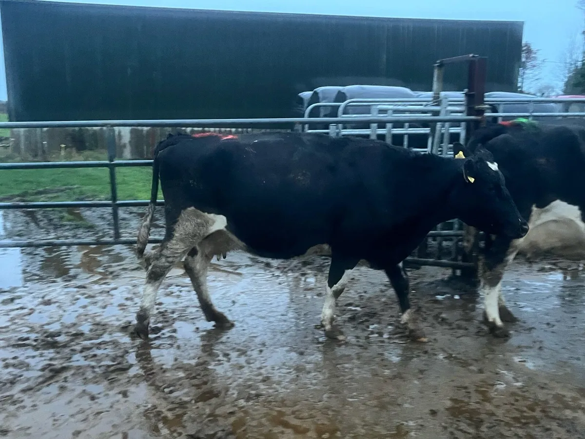 Clearance Sale of Cows Dungarvan Mart Mon 26th Jan - Image 3