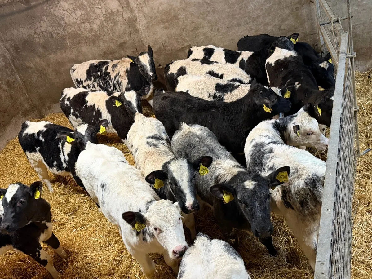 Belgian Blue Heifers - Image 1