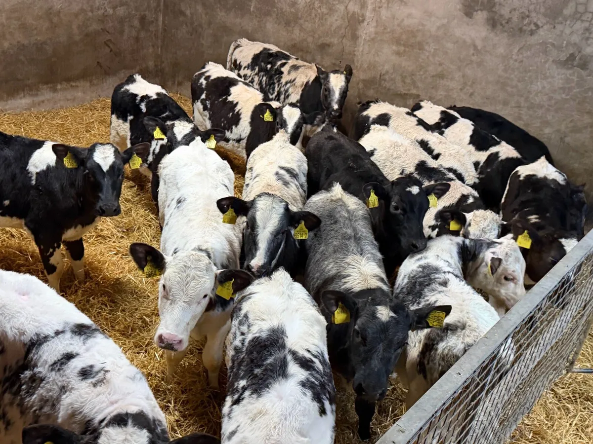 Belgian Blue Heifers - Image 2