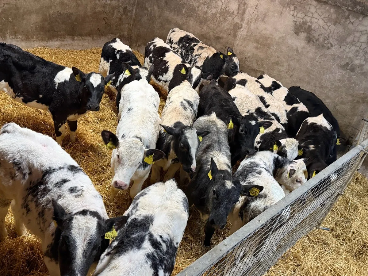 Belgian Blue Heifers - Image 3