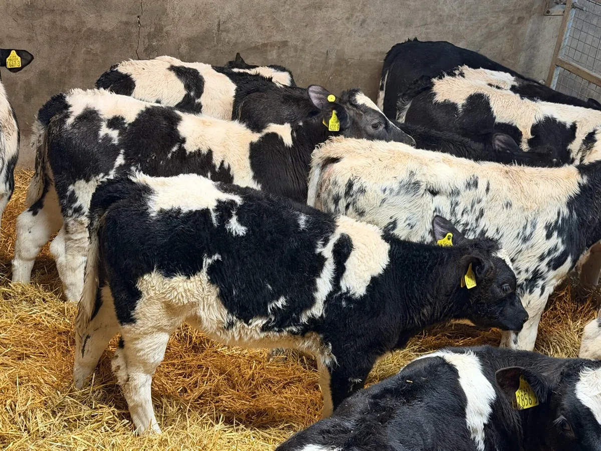 Belgian Blue Heifers - Image 4