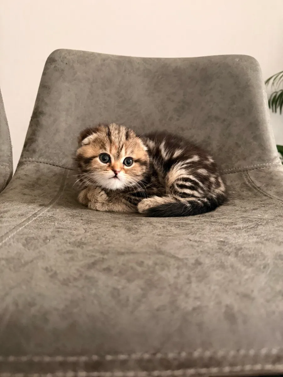 Scottish fold kittens - Image 4