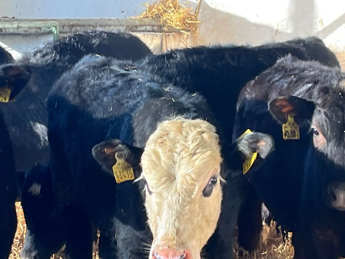 Bull Weanlings - Image 1