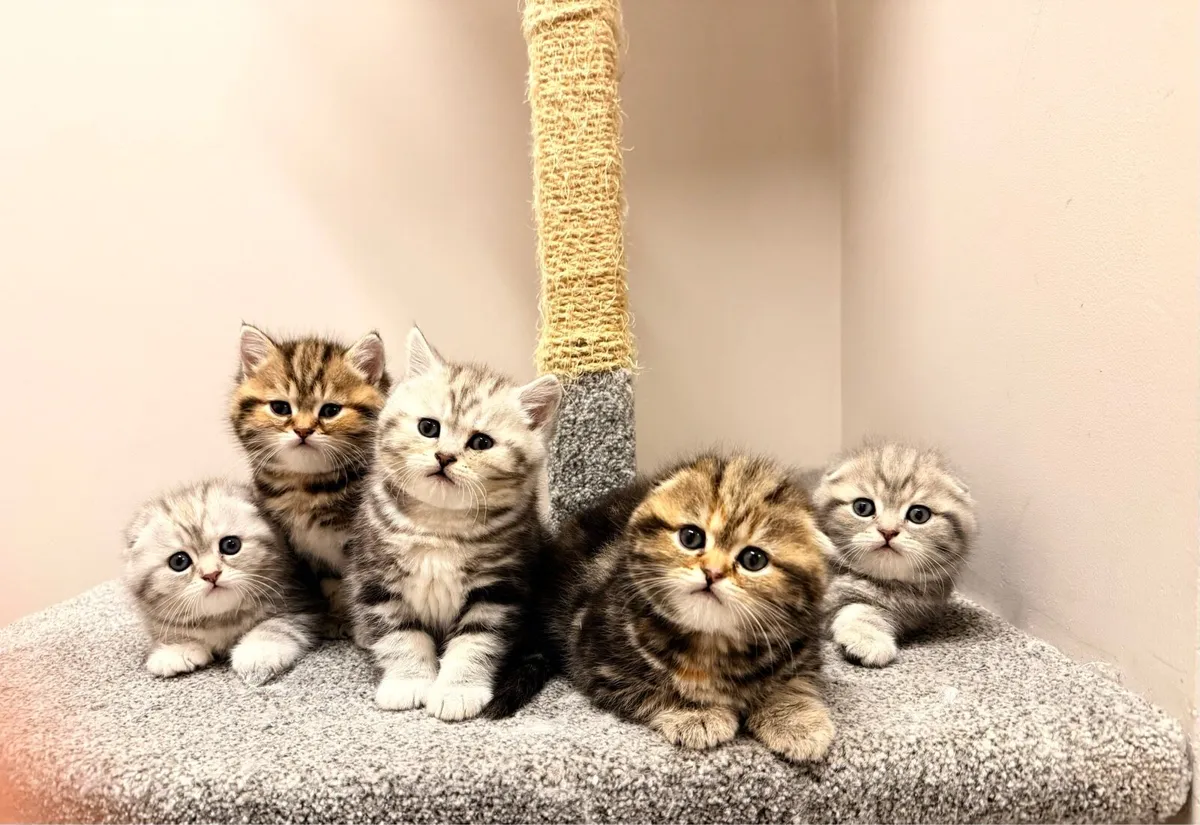 Scottish fold kittens - Image 1