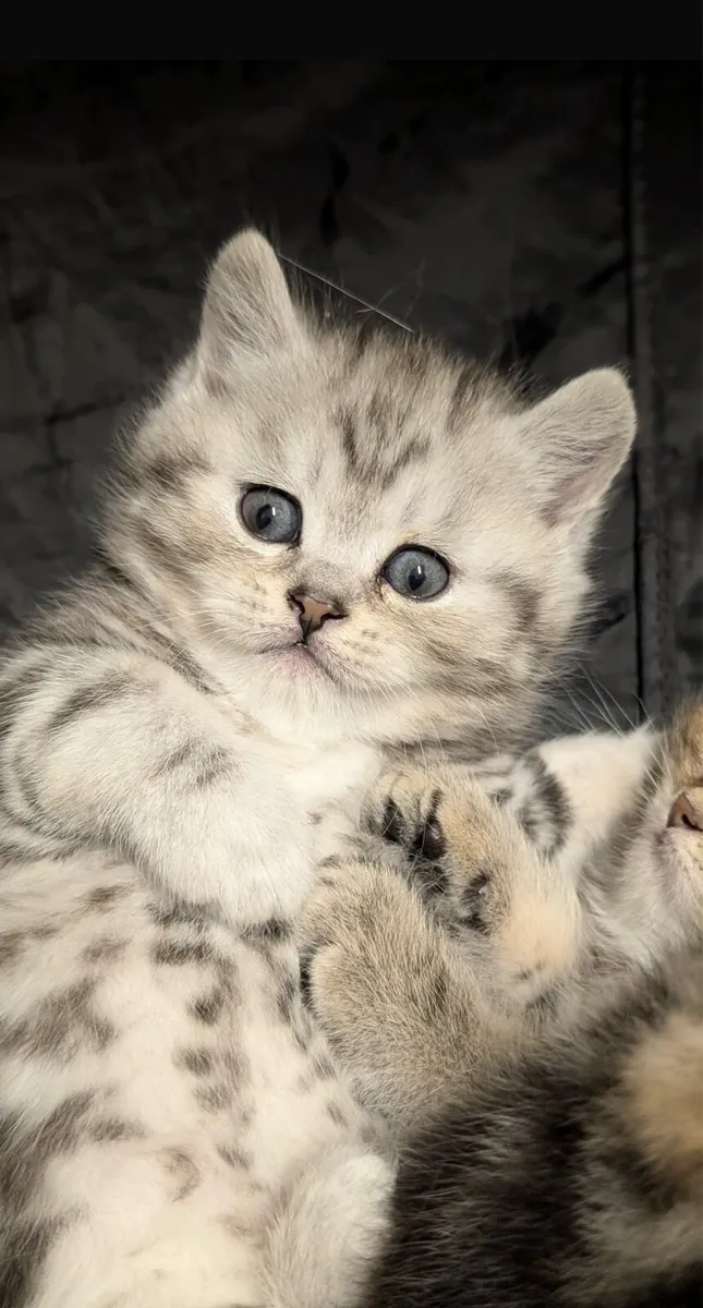 Scottish fold kittens - Image 2
