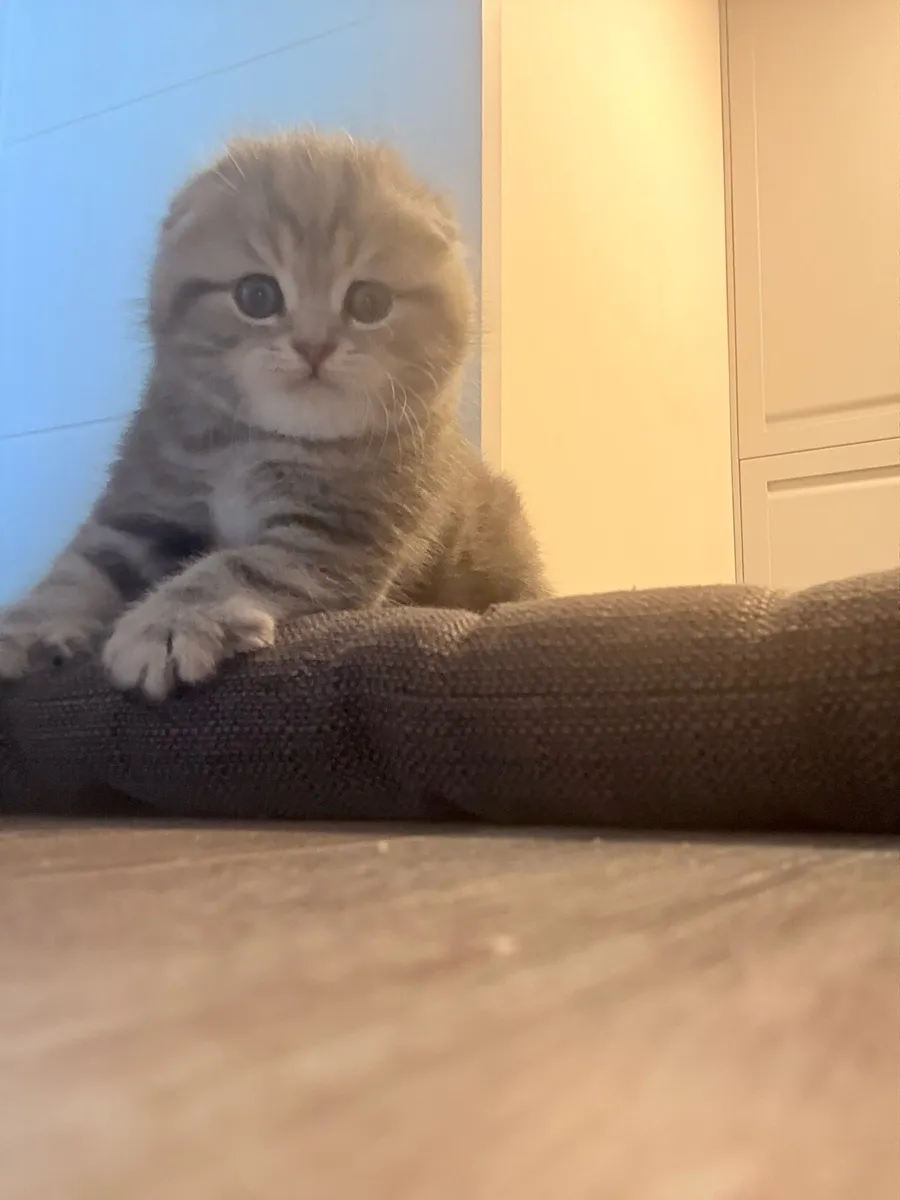 Scottish fold kittens - Image 3