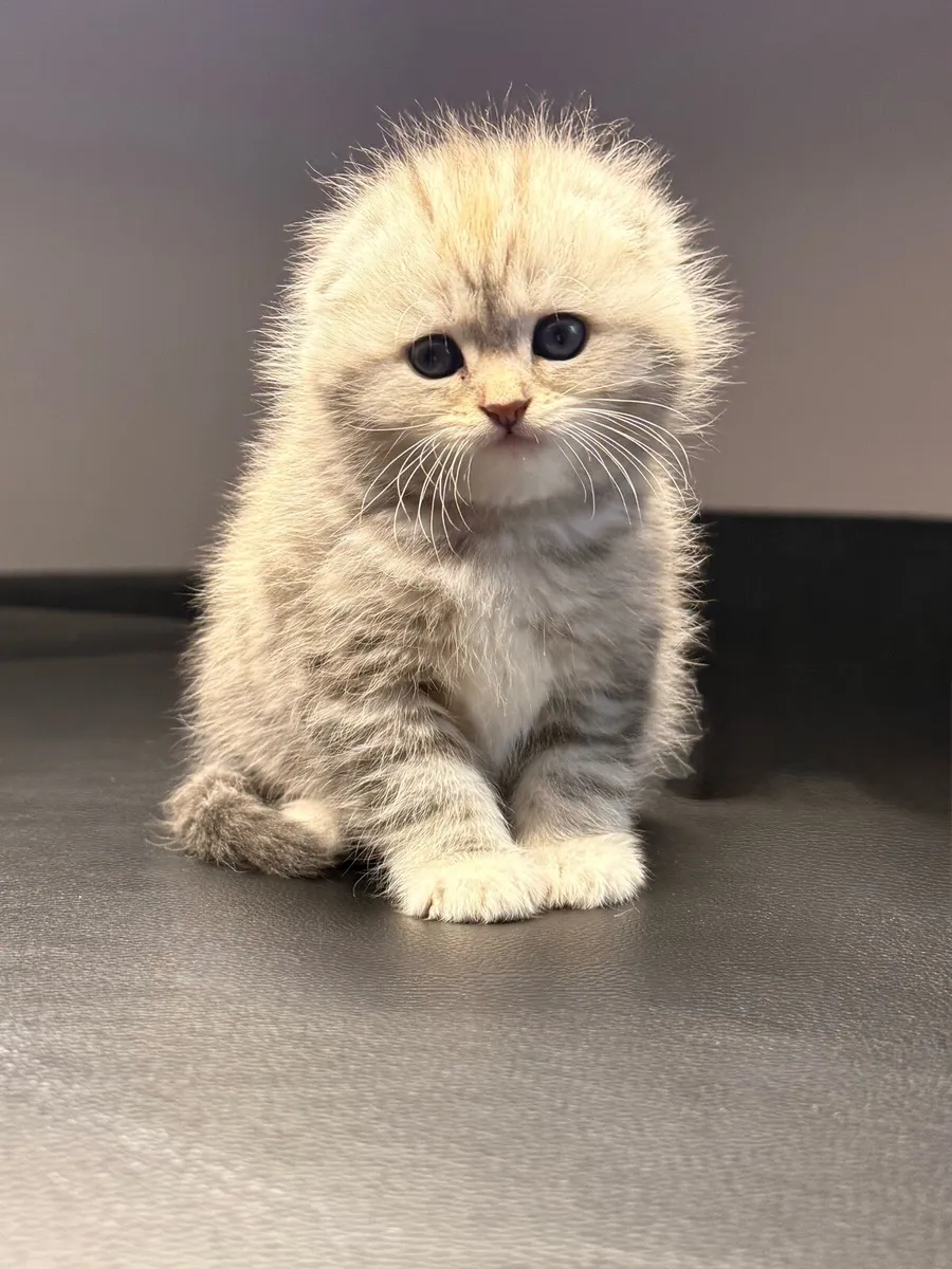 Scottish fold kittens - Image 4