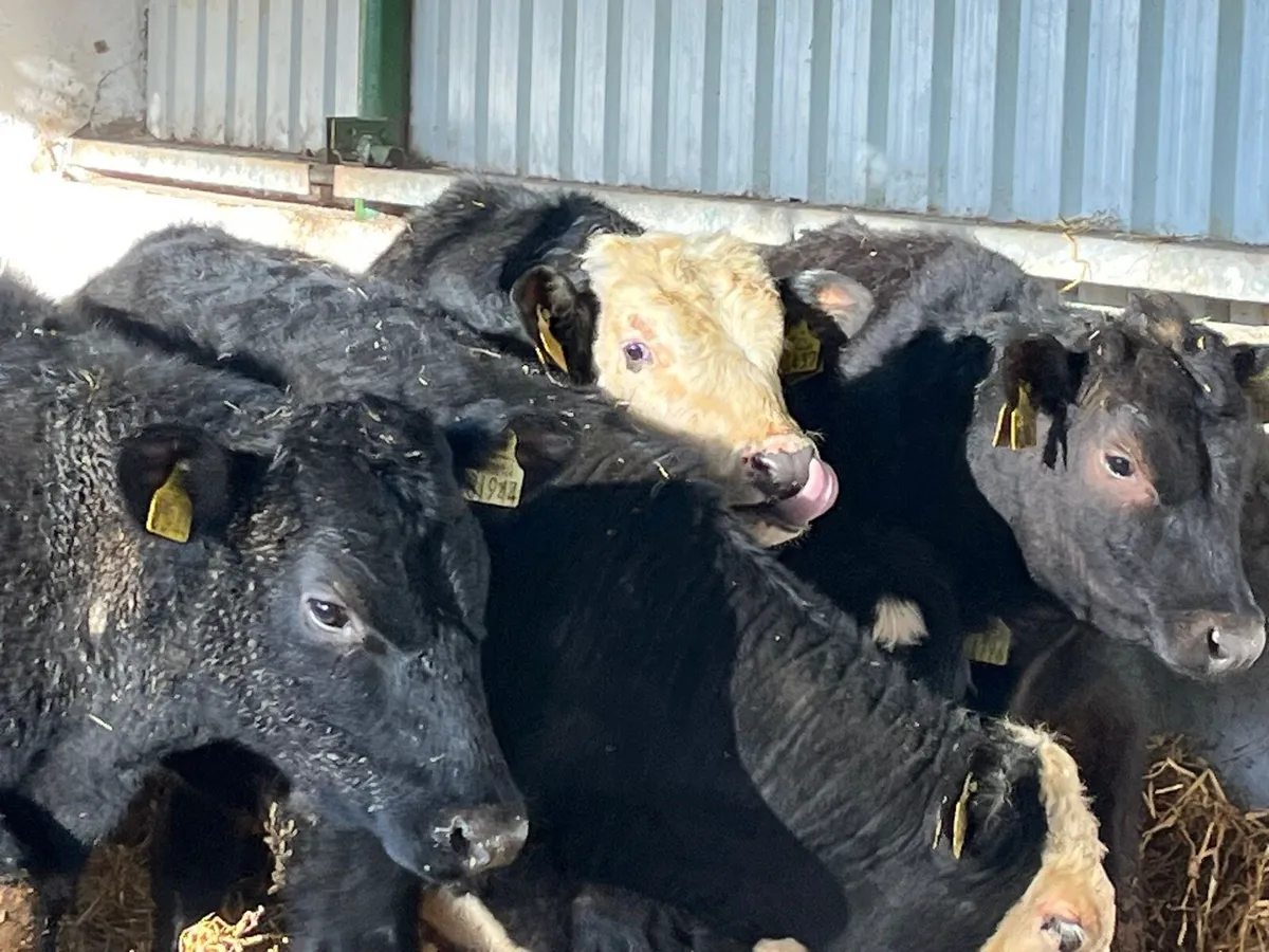 Bull Weanlings - Image 2