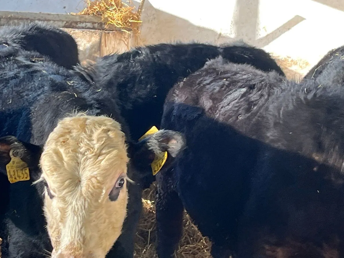 Bull Weanlings - Image 3