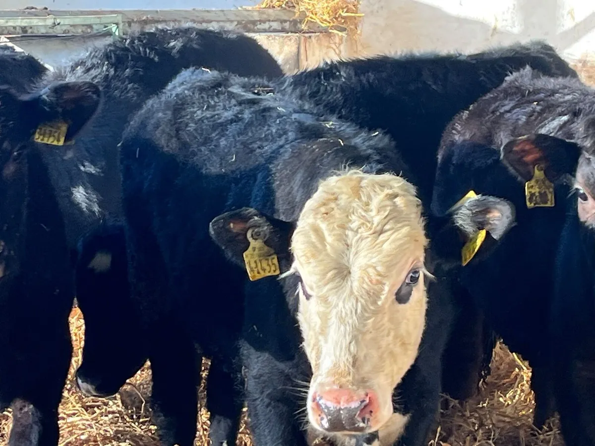 Bull Weanlings - Image 4