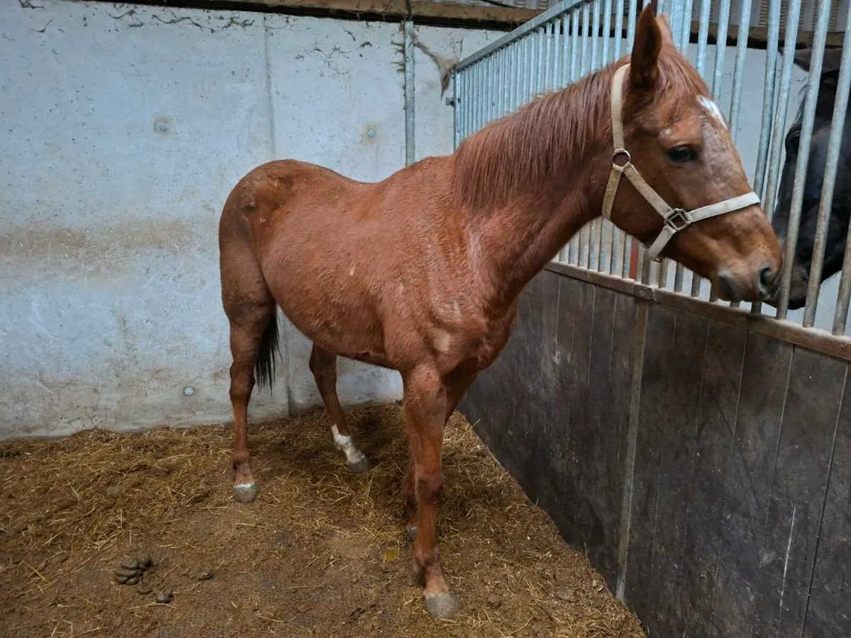 4yo Soldier of Fortune Filly - Image 4