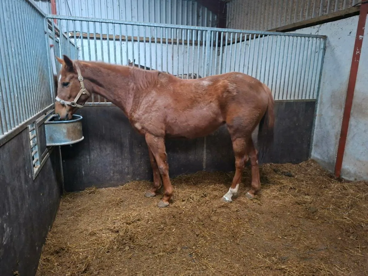4yo Soldier of Fortune Filly - Image 1