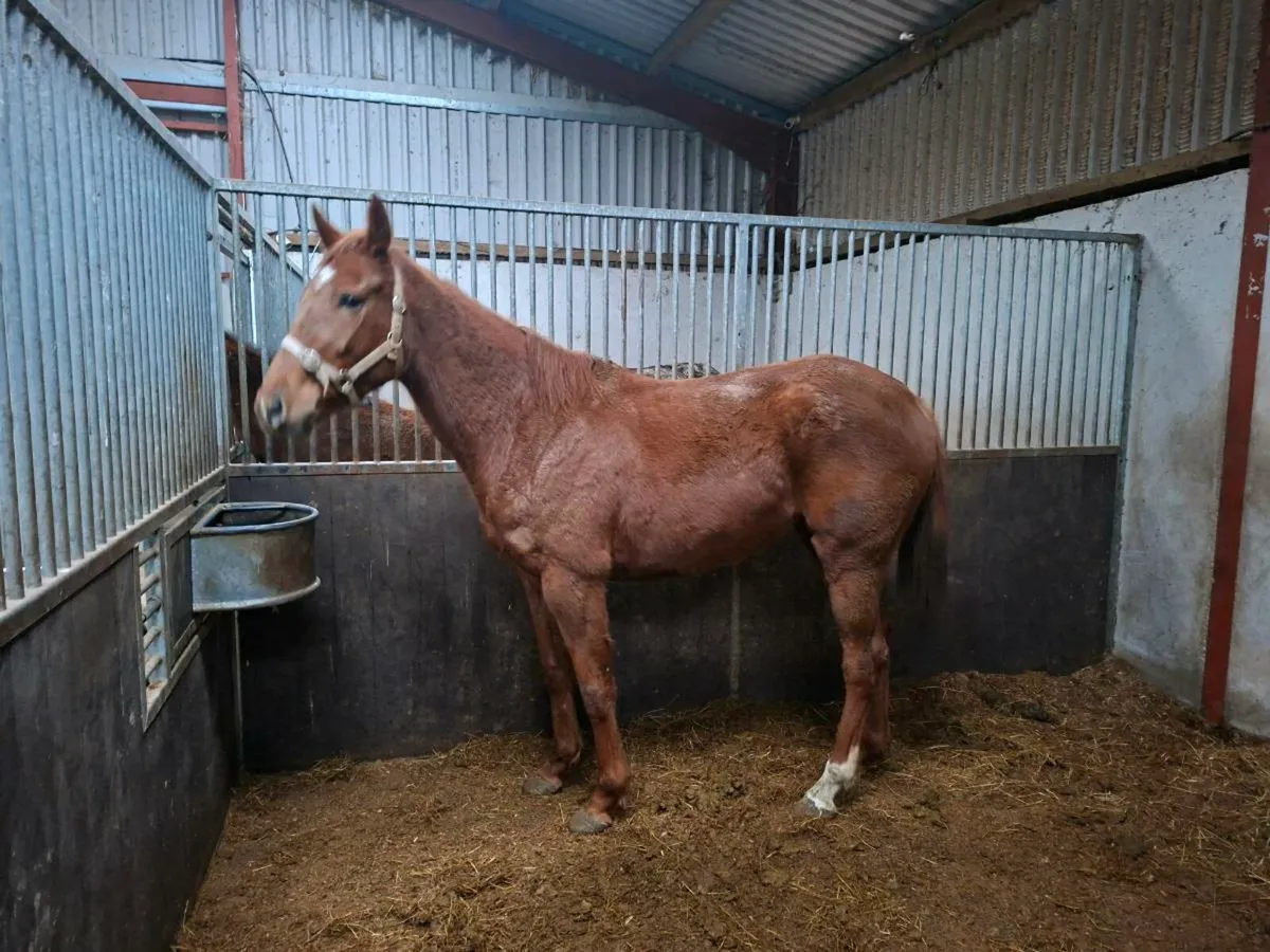 4yo Soldier of Fortune Filly - Image 2