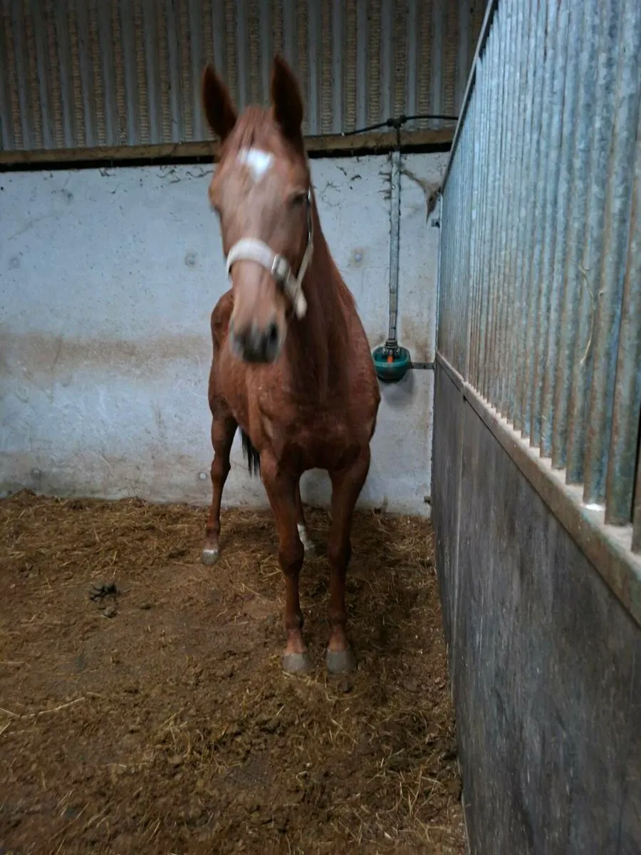 4yo Soldier of Fortune Filly - Image 3