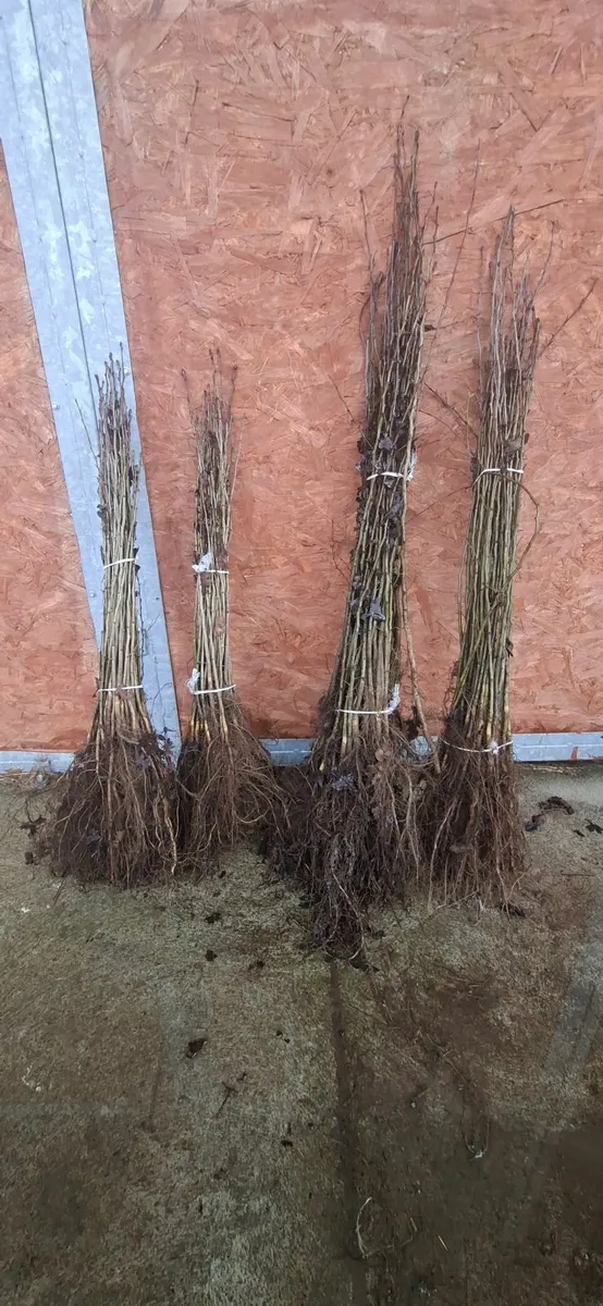 Native Whitethorn - Image 3