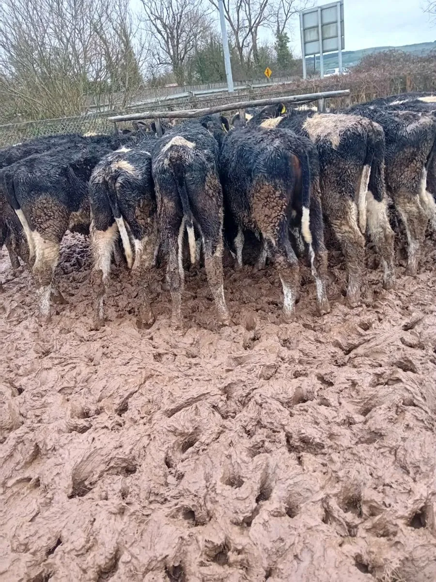 20 British friesian bullocks - Image 4