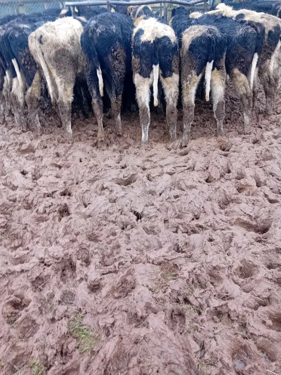 20 British friesian bullocks - Image 1