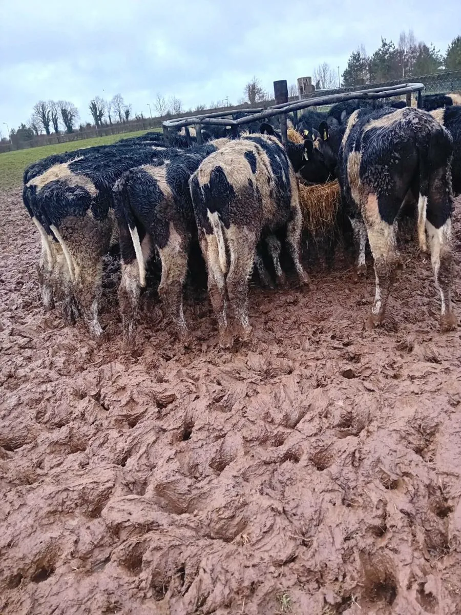 20 British friesian bullocks - Image 2