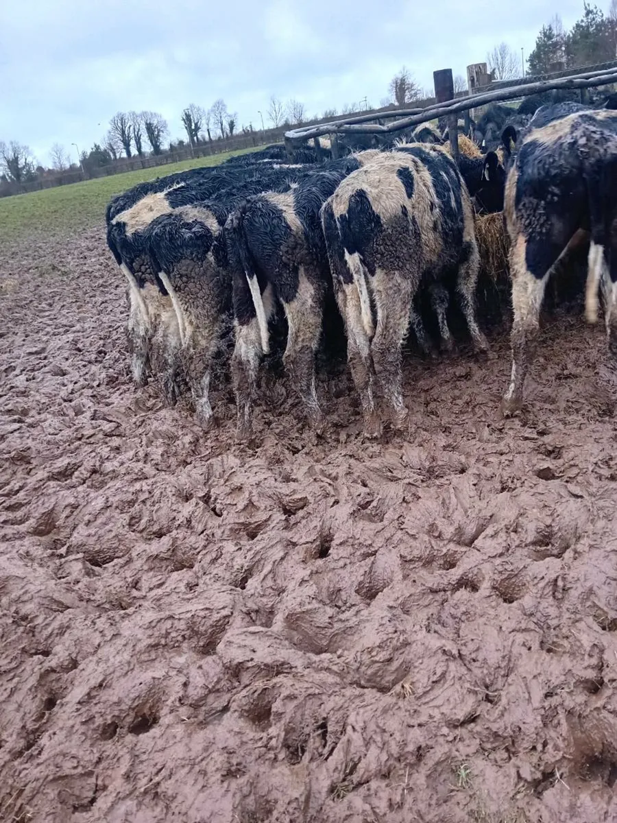 20 British friesian bullocks - Image 3