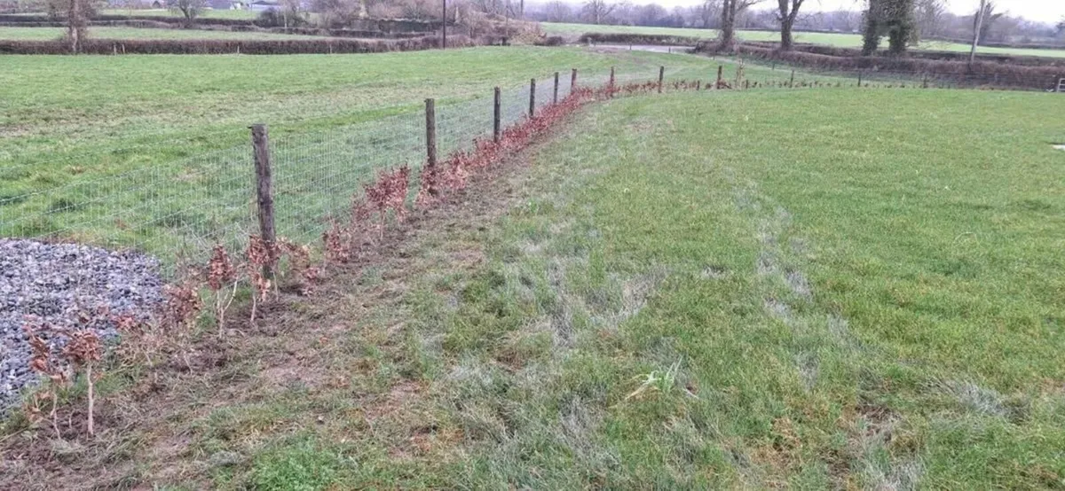 Beech Hedging - Image 3
