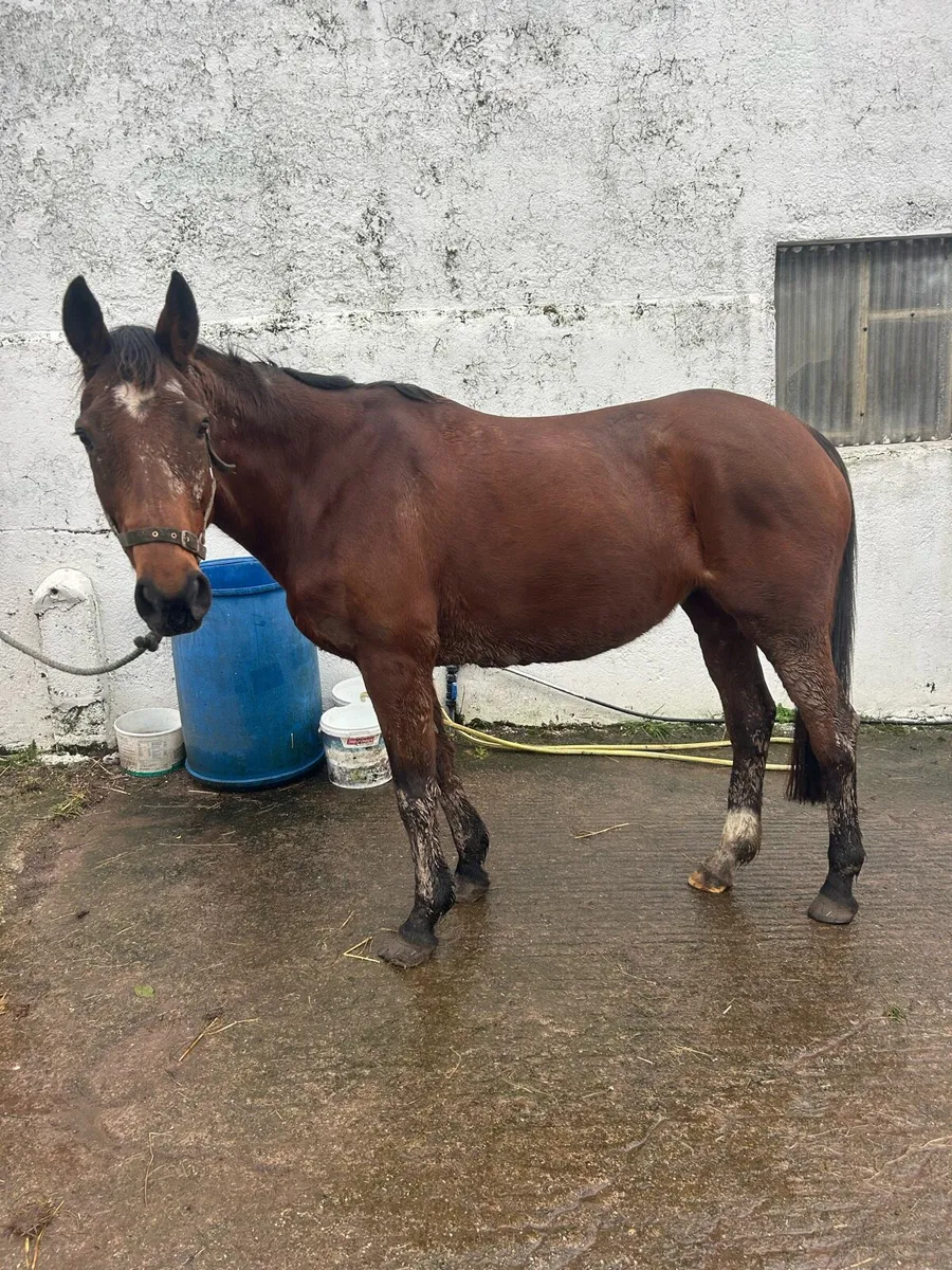 Presenting Brood mare - Image 1