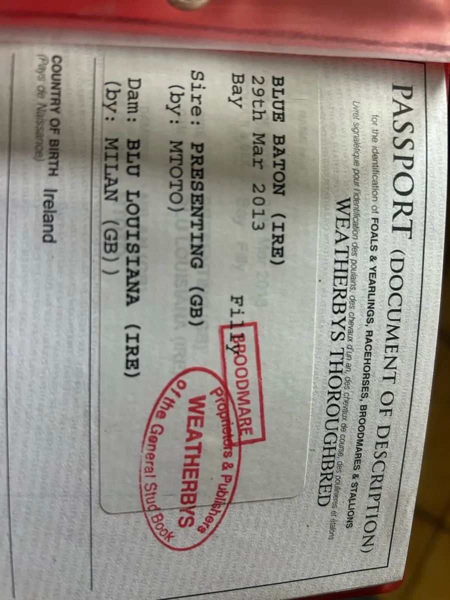 Presenting Brood mare - Image 2