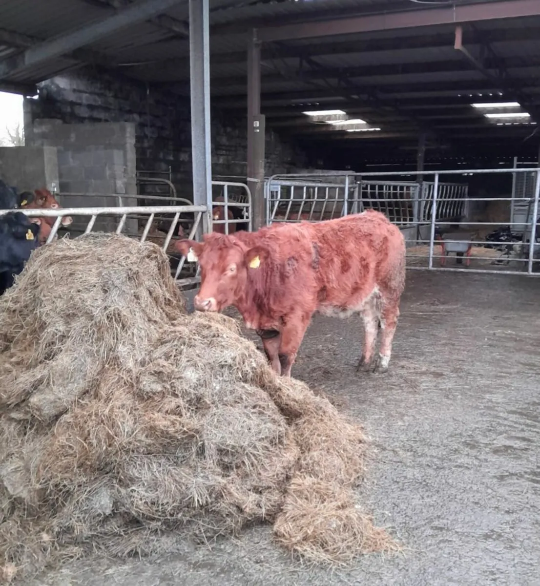 🌟Cow marker🌟 for Gort Mart Thursday 22nd - Image 2