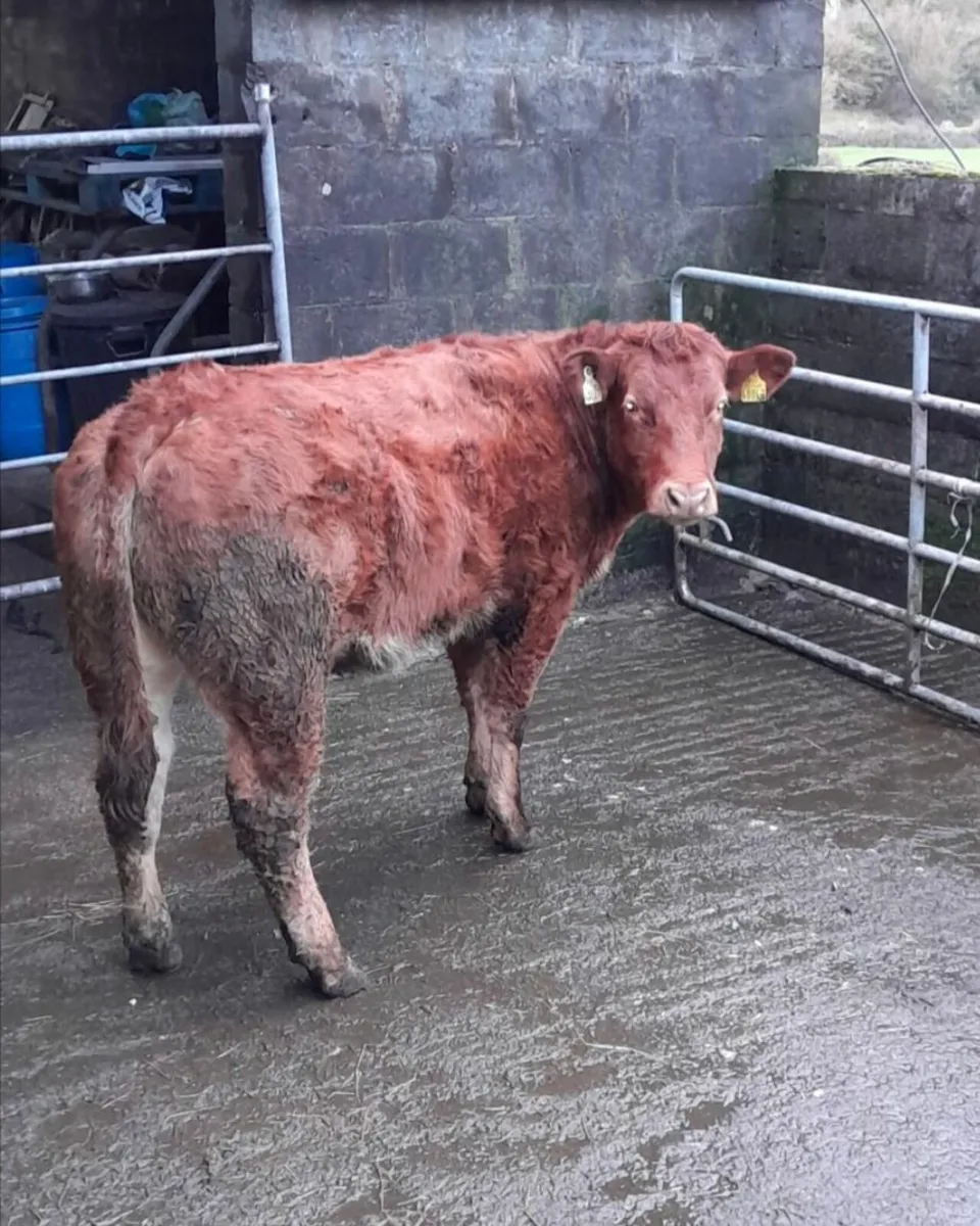 🌟Cow marker🌟 for Gort Mart Thursday 22nd - Image 1