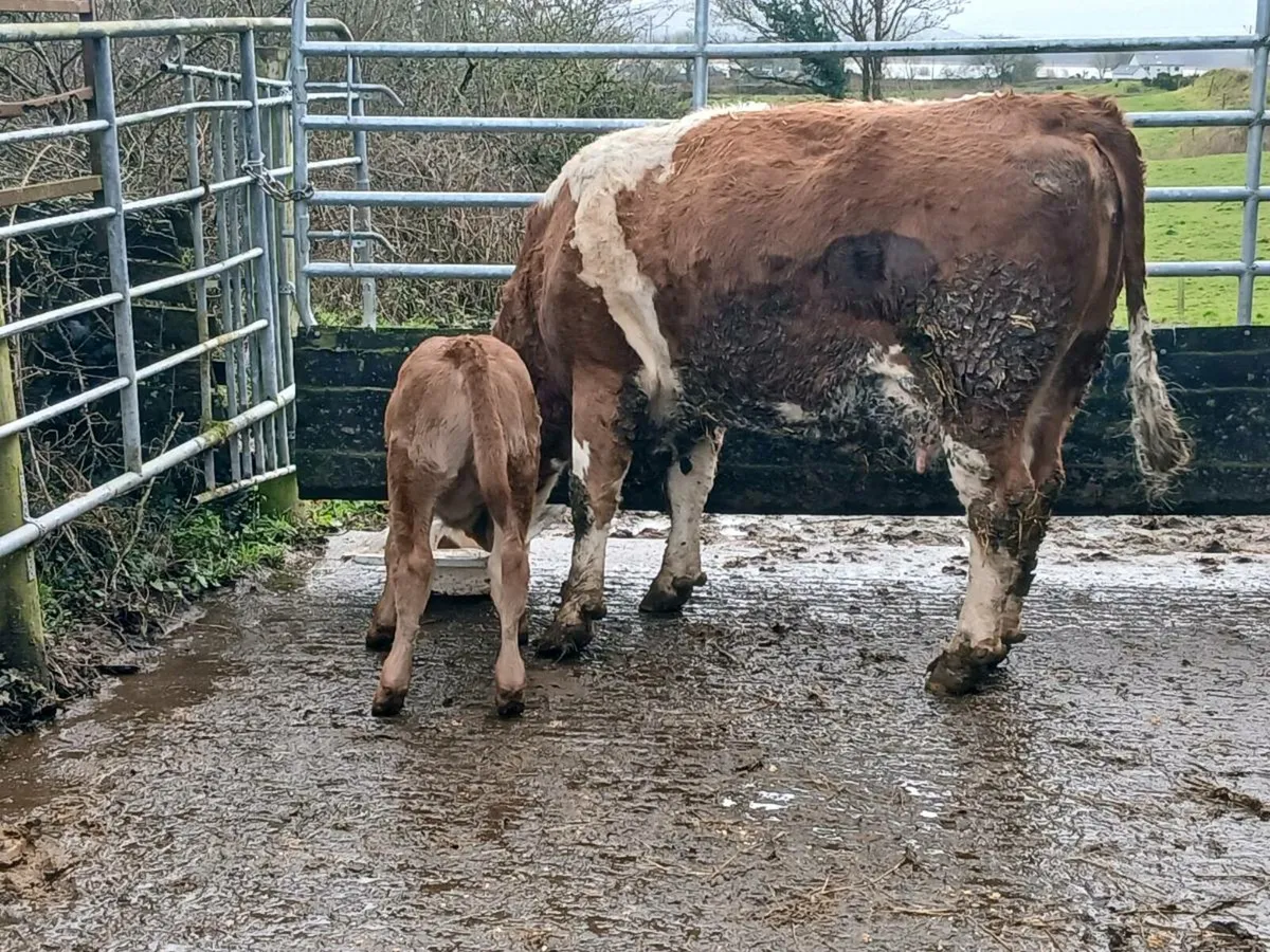 SUPER COW HEIFER CALF - Image 2
