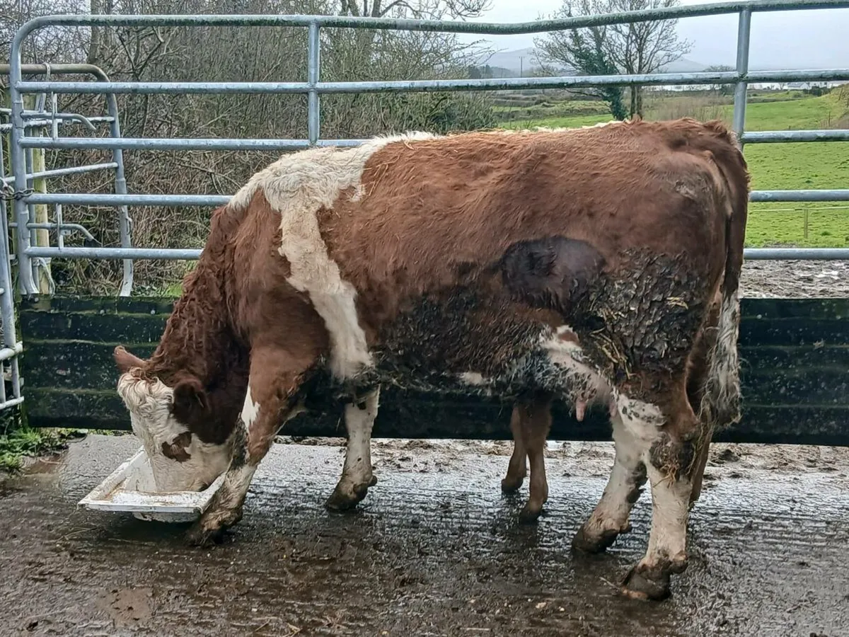 SUPER COW HEIFER CALF - Image 3