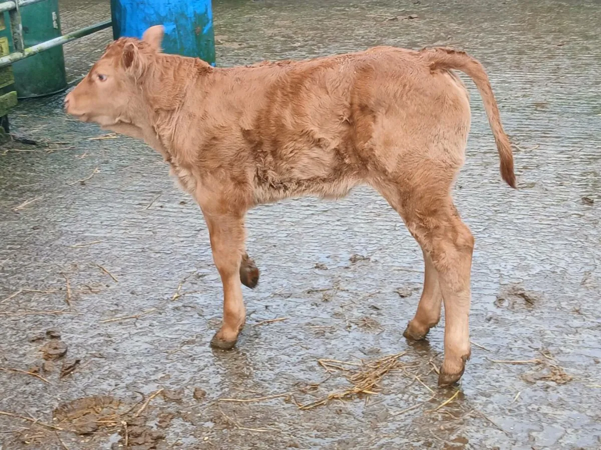 SUPER COW HEIFER CALF - Image 4