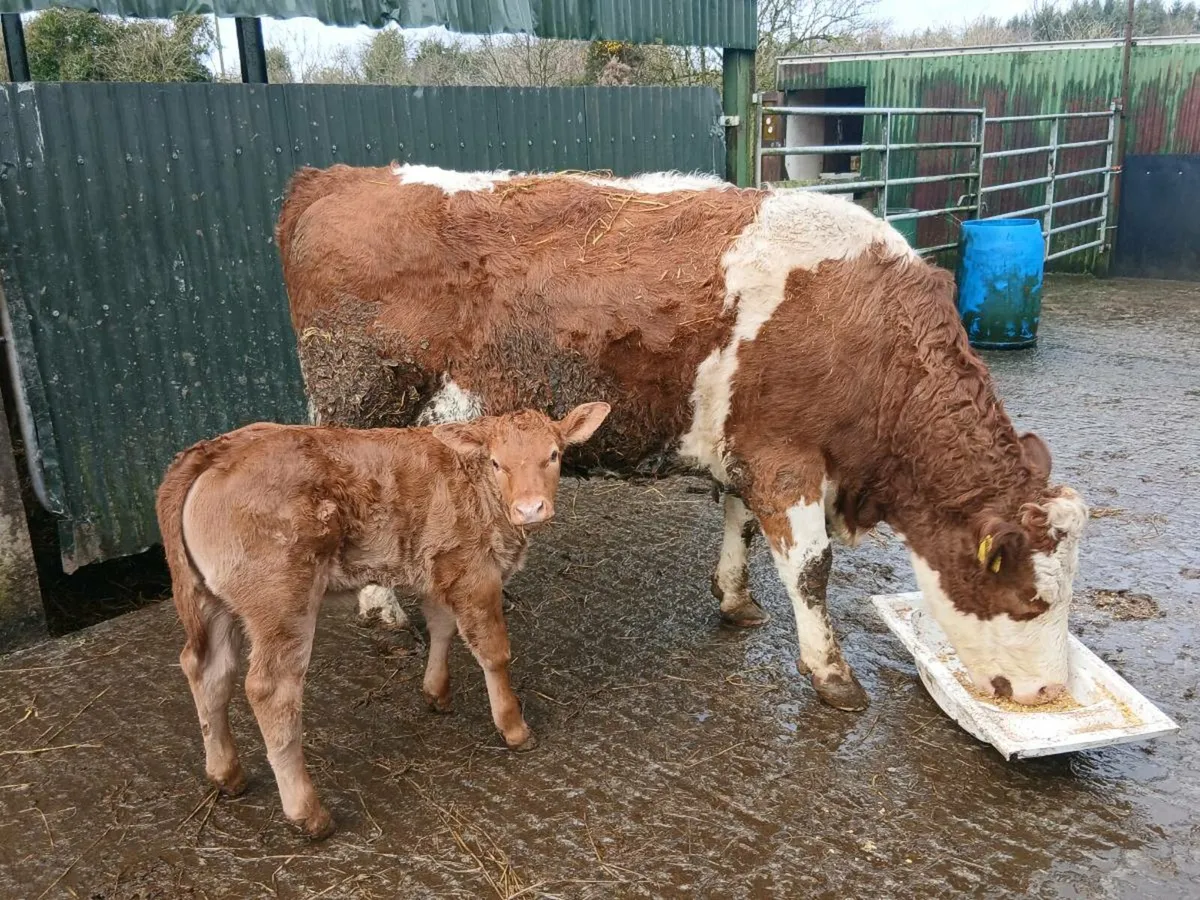 SUPER COW HEIFER CALF - Image 1